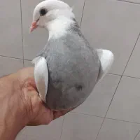 کبوتر جوجه