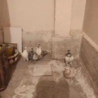 کفتر کبوتر