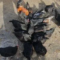 تخم مرغ و مرغ سیاه