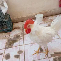 فروش مرغ و خروس