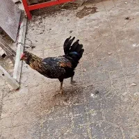 ذبح انلایین خروس