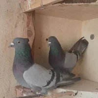 کبوتر .کله سیاه..سبز .شازده سبز