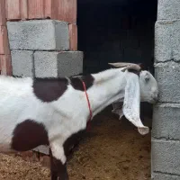 بز عالی وهیکلی