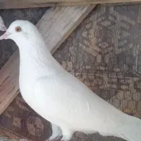 کبوتر پتی والا پرش بالا