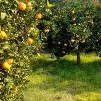 فروش زمین