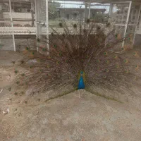 فروش چهار عدد بره
