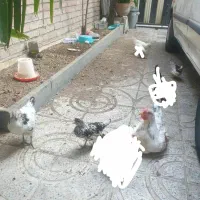 جوجه اپنزلر لاکنولدر ویاندوت جاپنیز