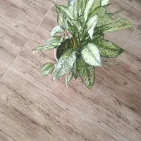 گل سرحال|گل و گیاه طبیعی|نیشابور, مازول|دیوار