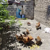 مرغ تخمگذار