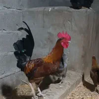 خروس اصیل شمالی