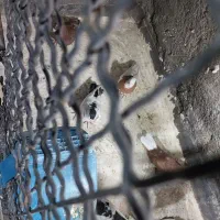 کبوتریاکفتر