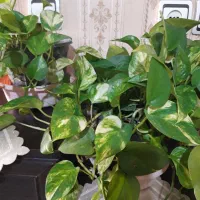 گل زیبا|گل و گیاه طبیعی|کرج, برغان|دیوار