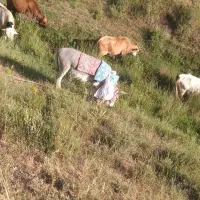 خر ماده