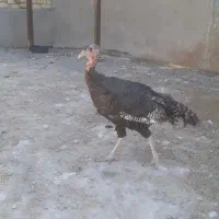 بوقلمون ماده تخم گذار