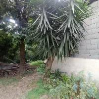 فروش یوکا