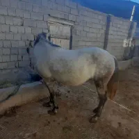 اسب مادیان