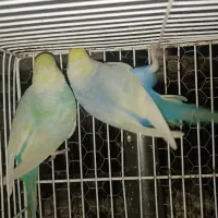 مرغ عشق رینبو