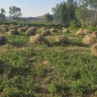 یونجه