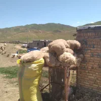 پشم گوسفند
