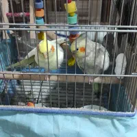 یک جفت عروس هلندی