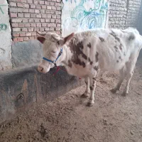 گاو ابستن دوم شکم ۶ دندان