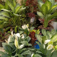 گل اپارتمانی اسباتی فلیم پراغنچه بادوام   ورق بزن
