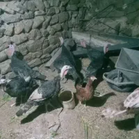 بوقلمون محلی