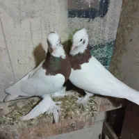 کفتر طوقی و دمبی