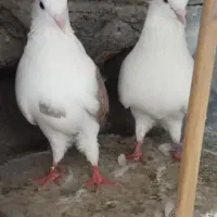 کبوتر