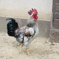 خروس جوان