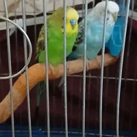 مرغ عشق با کل وسایل