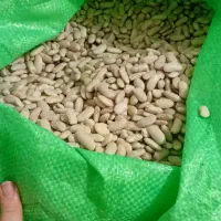لوبیاکشاورزی