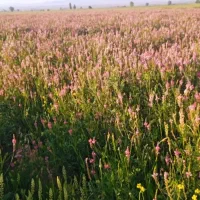 فروش کاه خشه