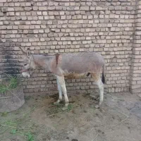 فروش کره الاغ نر(گور ایرانی)