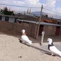کفتر