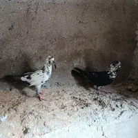 کفتر|پرنده|قشم, |دیوار