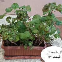 گل ناز