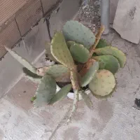 کاکتوس
