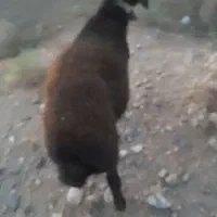بره قوچ همو