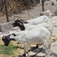 سه عدد چپشت سقلو