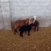 میش وبره