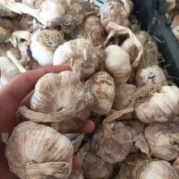 سیر قرمز