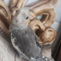 گمشده