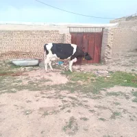 گاو
