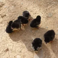 فروش جوجه گلین یک روزه