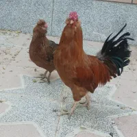 مرغ و خروس بومی