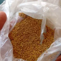 بذریونجه درجه یک بوجاری شده