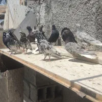 کفتر هفت رنگ کوهی زاغ دمسفید