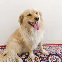 سگ شیتزو پامر
