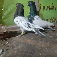 کفتر جفتگاه